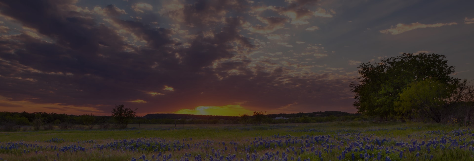 field full of lavender flowers in front of the setting sun in Wichita Falls, Texas